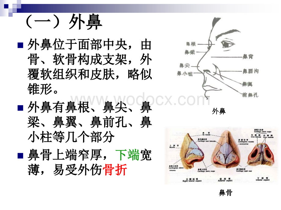 鼻的应用解剖生理.ppt_第3页