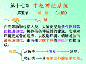 解剖学中枢神经系统笔记大全.ppt