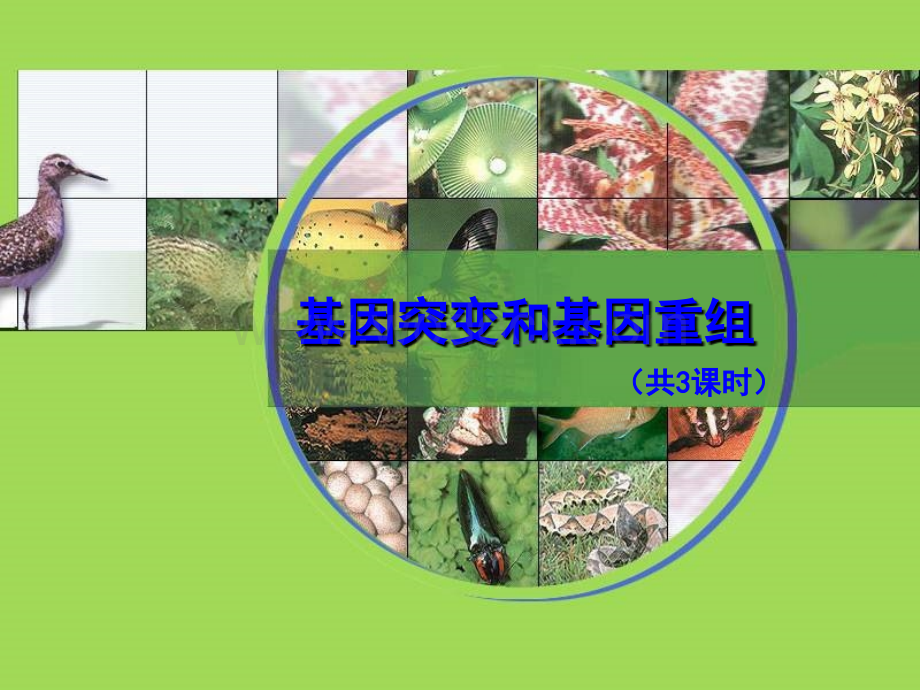 基因突变和基因重组.ppt_第1页