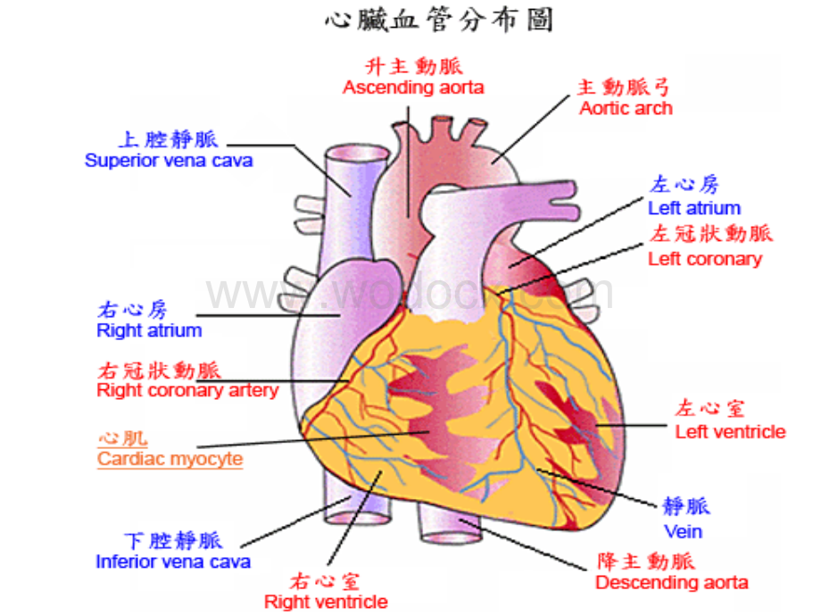 急性心肌梗死护理查房 (2).ppt_第3页