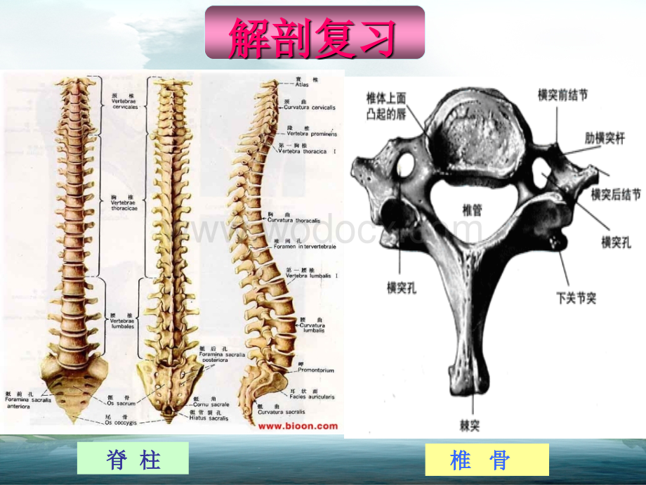 颈脊髓损伤截瘫平面的评估.ppt_第3页