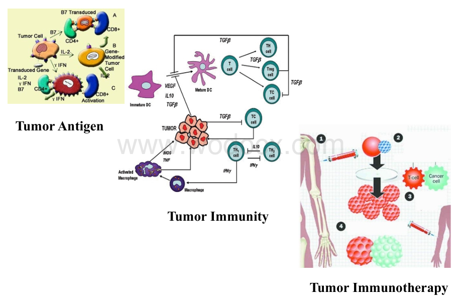 肿瘤免疫和免疫治疗.ppt_第2页