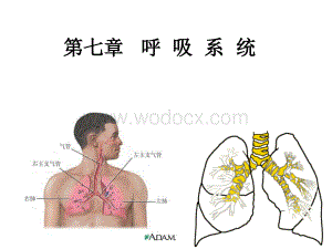 第七章__呼吸系统.ppt