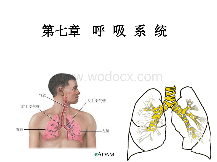 第七章__呼吸系统.ppt_第1页