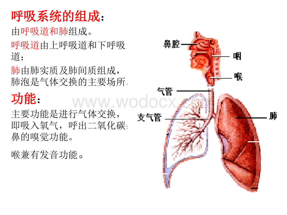 第七章__呼吸系统.ppt_第2页