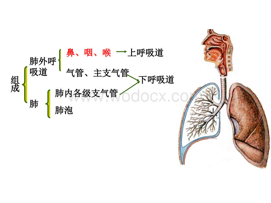 第七章__呼吸系统.ppt_第3页