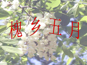 《槐乡五月》教学课件.ppt