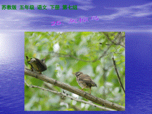 (苏教版)五年级语文王永涛新课件 灰椋鸟.ppt