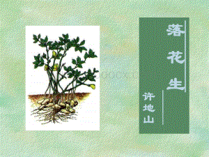 《落花生》教学课件.ppt