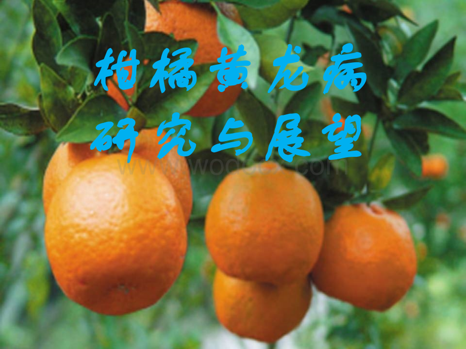 柑橘黄龙病研究与展望.ppt_第1页