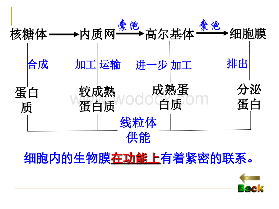 第3节细胞核—系统的控制中心——课件.ppt_第3页