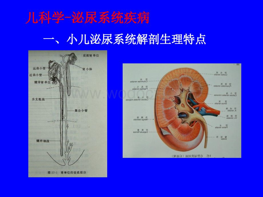 儿科学-泌尿系统疾病.ppt_第1页