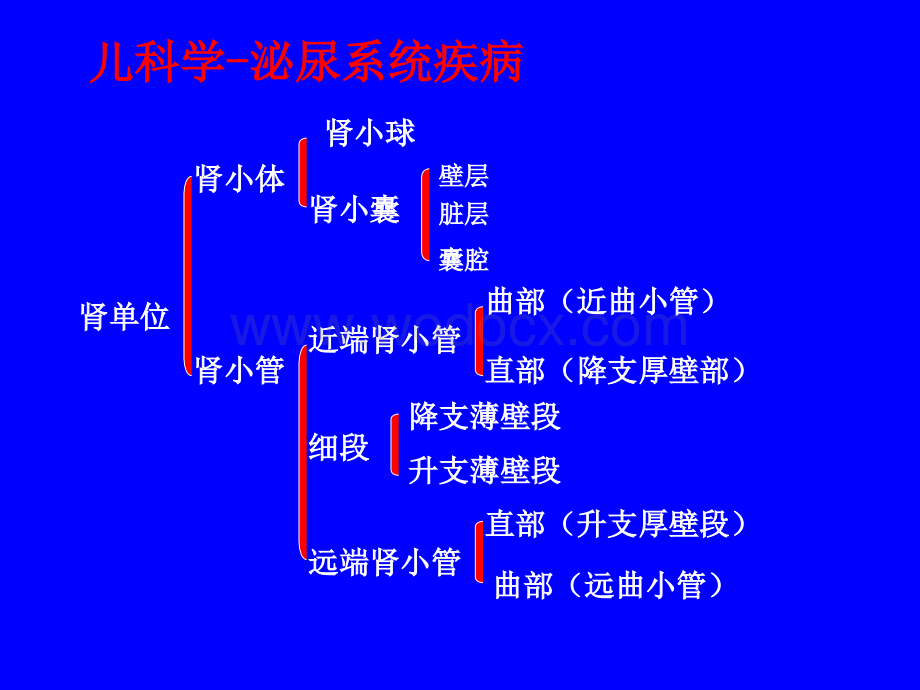 儿科学-泌尿系统疾病.ppt_第2页