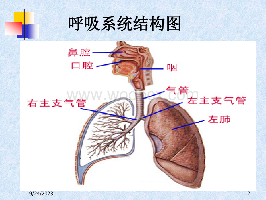 呼吸系统用药 课件.ppt_第2页