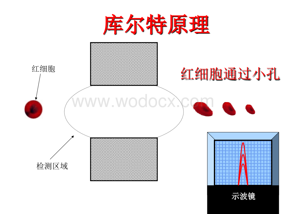 血细胞直方图和散点图的临床意义 ppt课件.ppt_第3页