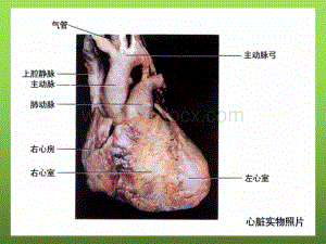 心脏和血液循环.ppt