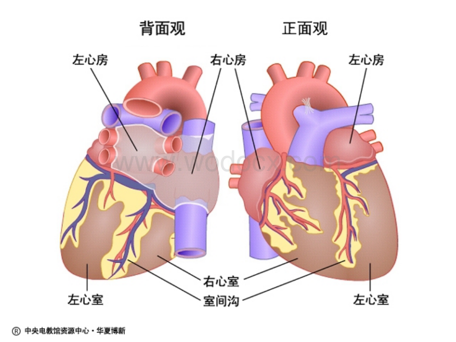 心脏和血液循环.ppt_第2页