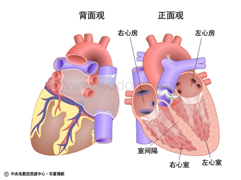 心脏和血液循环.ppt_第3页