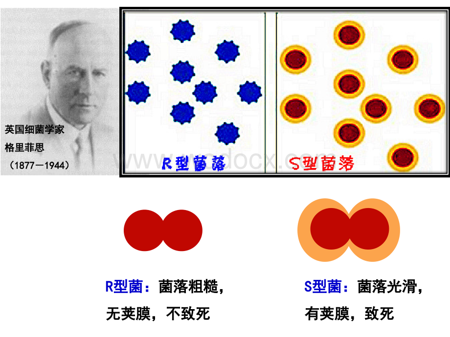 人教版生物必修2 第3章 第1节 《DNA是主要的遗传物质》课件 （共20张PPT）.ppt_第2页