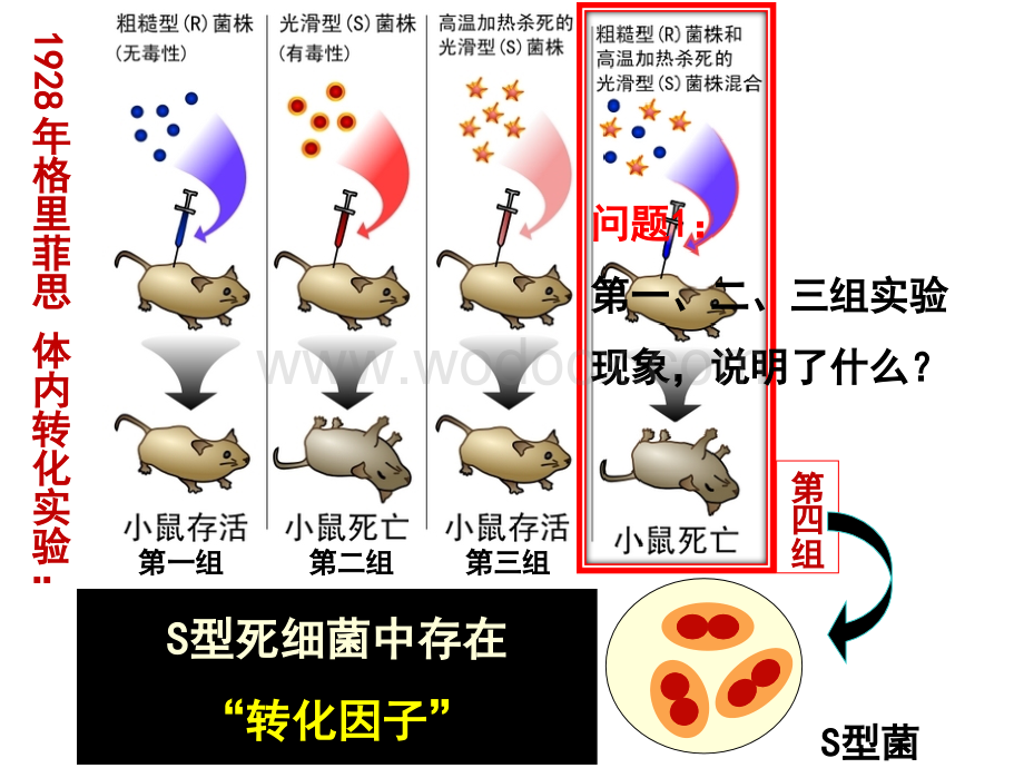 人教版生物必修2 第3章 第1节 《DNA是主要的遗传物质》课件 （共20张PPT）.ppt_第3页