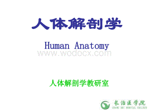 人体解剖学之脉管系统 课件.ppt