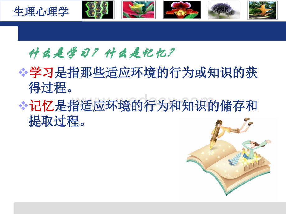 生理心理学第七章学习与记忆.ppt_第2页