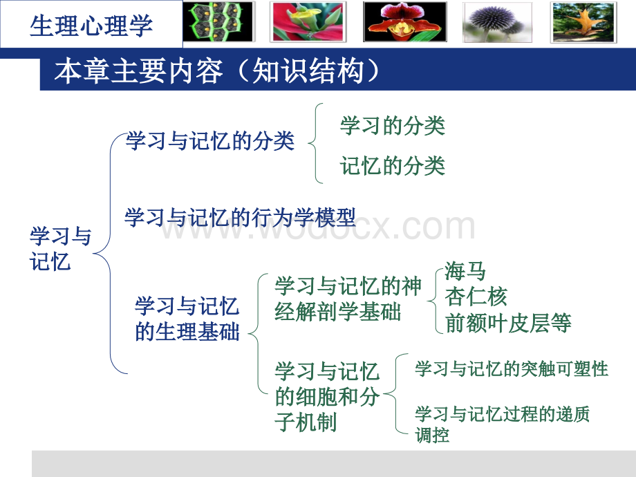 生理心理学第七章学习与记忆.ppt_第3页