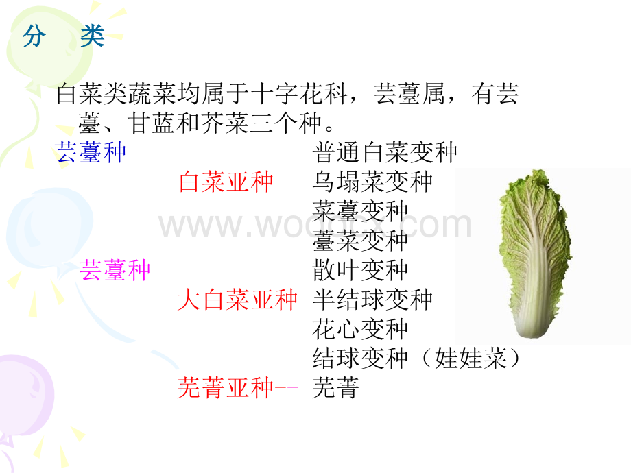 小型白菜类蔬菜栽培技术.ppt_第3页