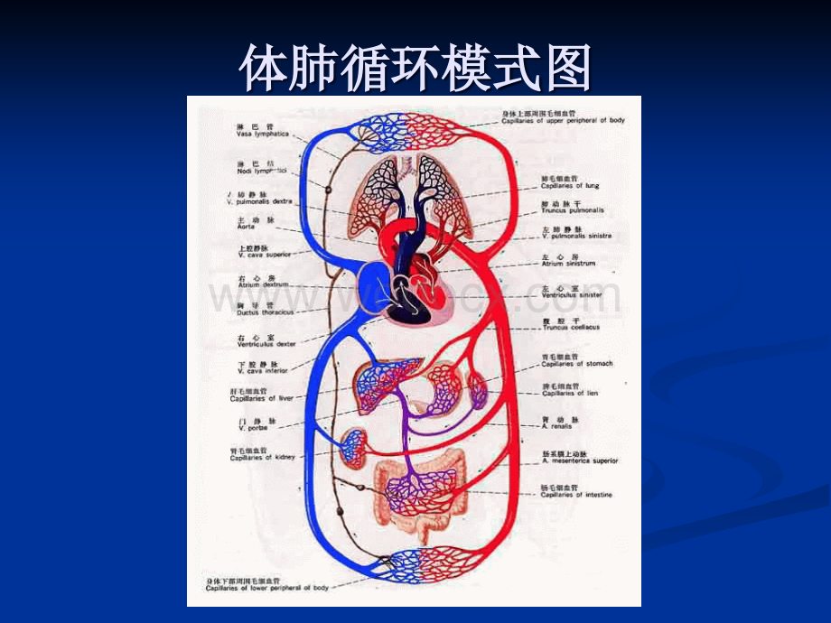 体外循环和先天性心脏病七年制.ppt_第2页