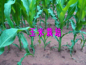 玉米栽培玉米栽培技术.PPT