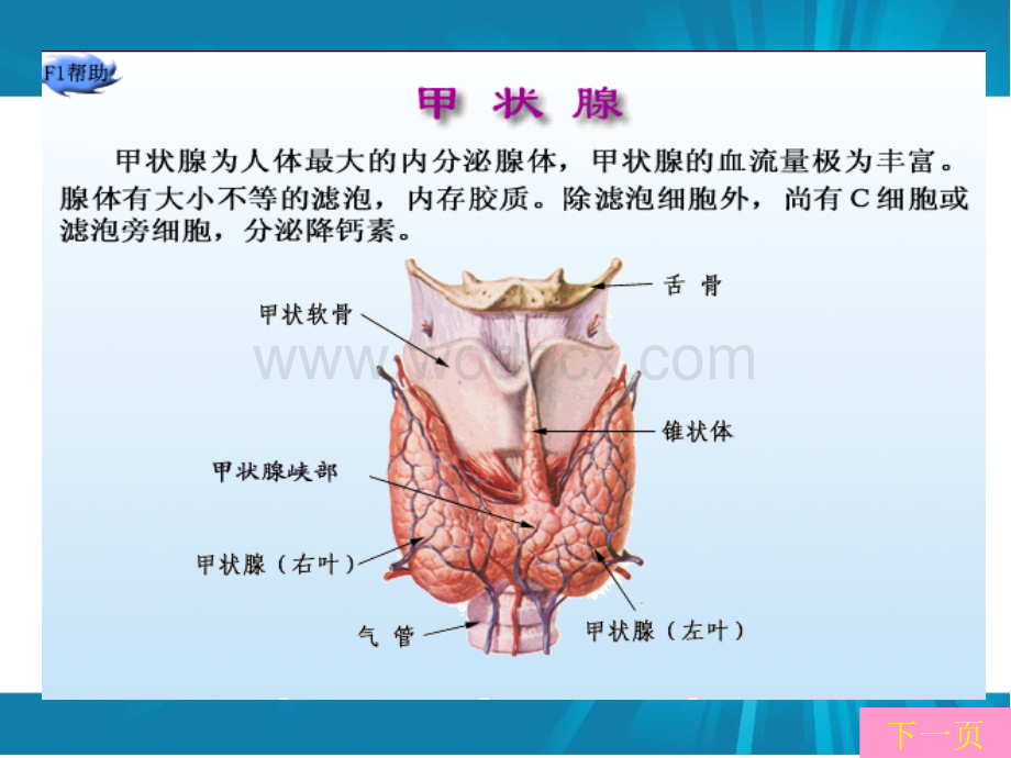 甲状腺功能亢进症患者的护理.ppt_第3页