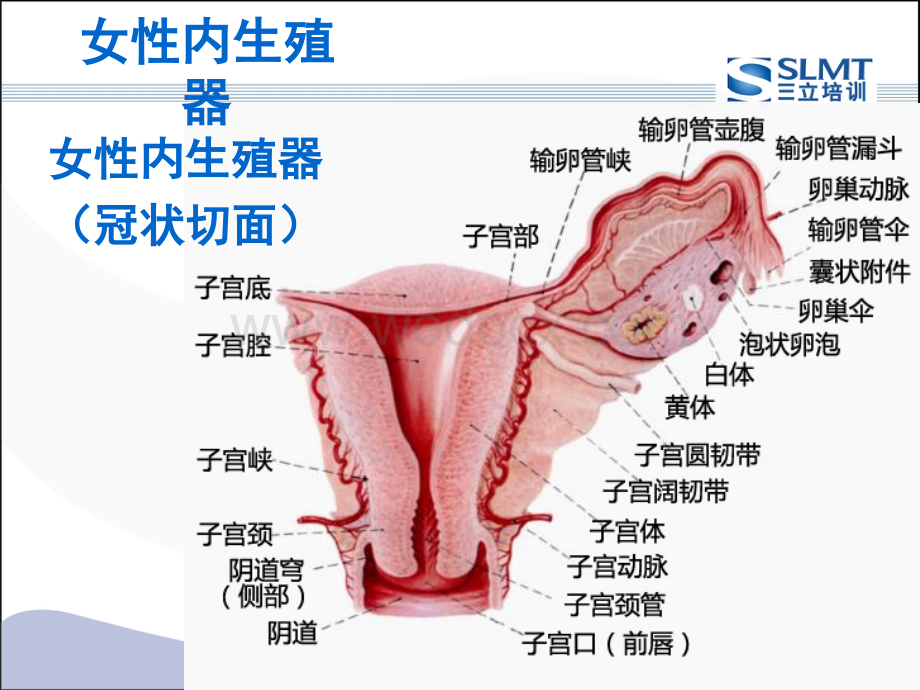 妇科课件优化.ppt_第2页