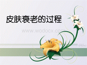 皮肤衰老的过程.ppt