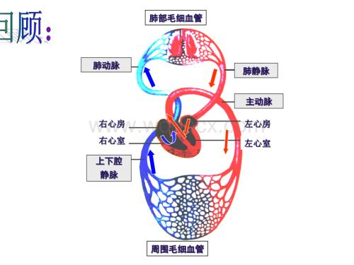 冀教版生物七下《心脏和血管的保护》课件1.ppt