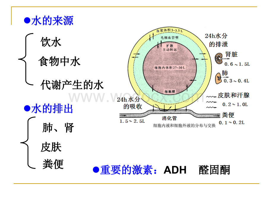 4版家畜病理学课件-第三章：水盐代谢及酸碱平衡紊乱.ppt_第3页