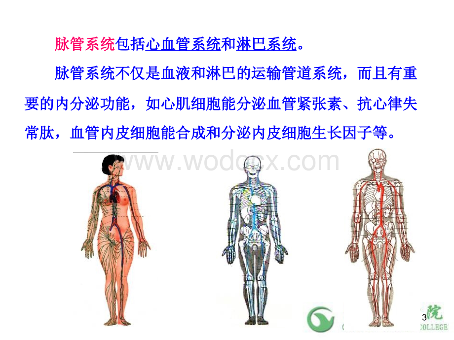 人体解剖学之脉管系统 PPT课件.ppt_第3页