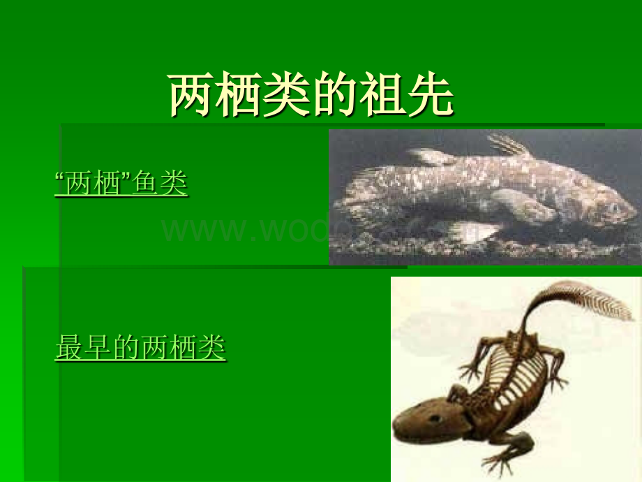 两栖类的起源与演化.ppt_第3页