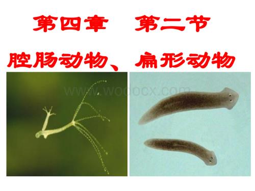 冀教版七年级生物上册《第四章_第二节_腔肠动物和扁形动物》课件.ppt