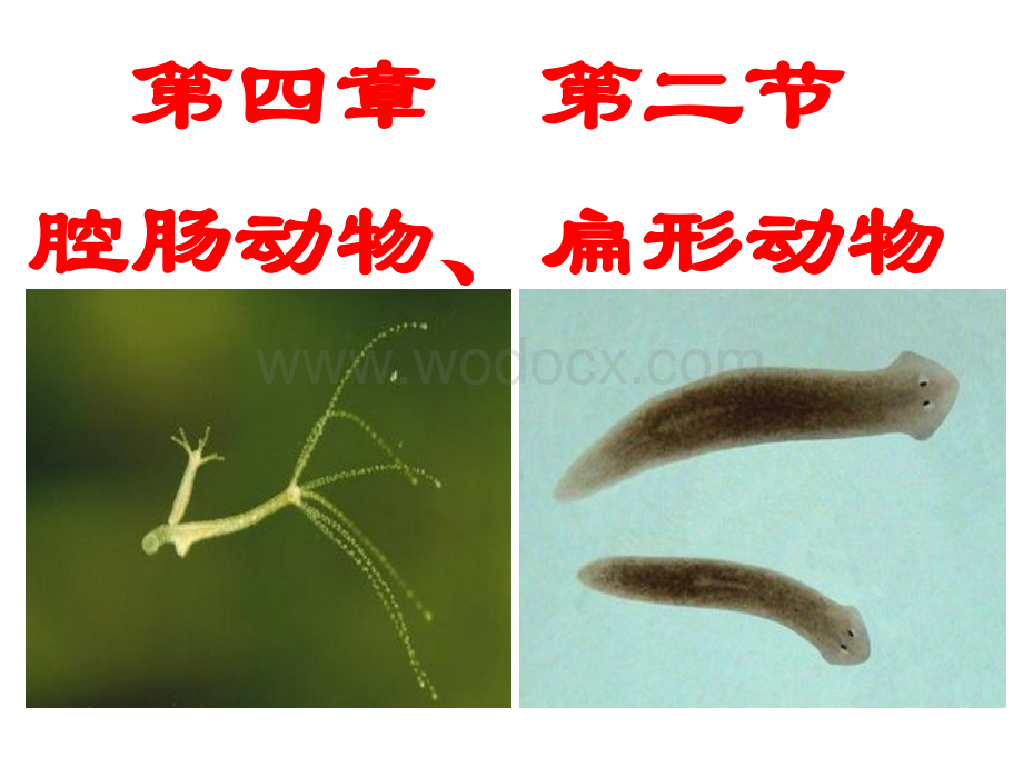 冀教版七年级生物上册《第四章_第二节_腔肠动物和扁形动物》课件.ppt_第1页