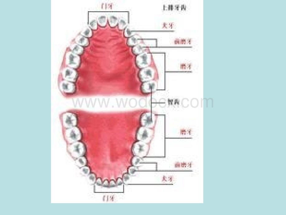 ppt课件龋齿的预防.ppt_第3页