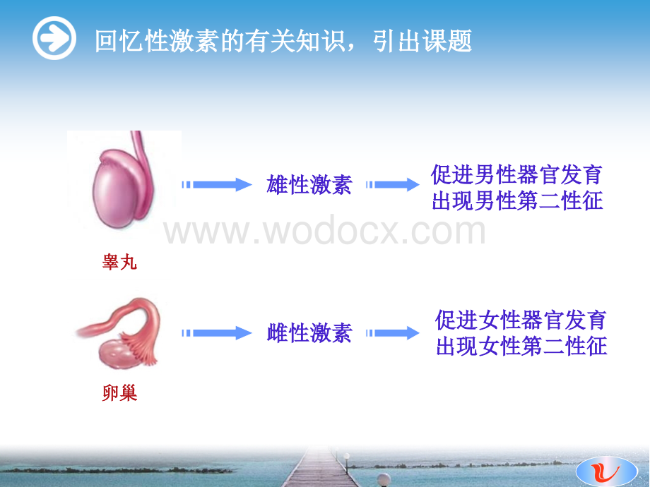 激素调节(第一版).ppt_第3页