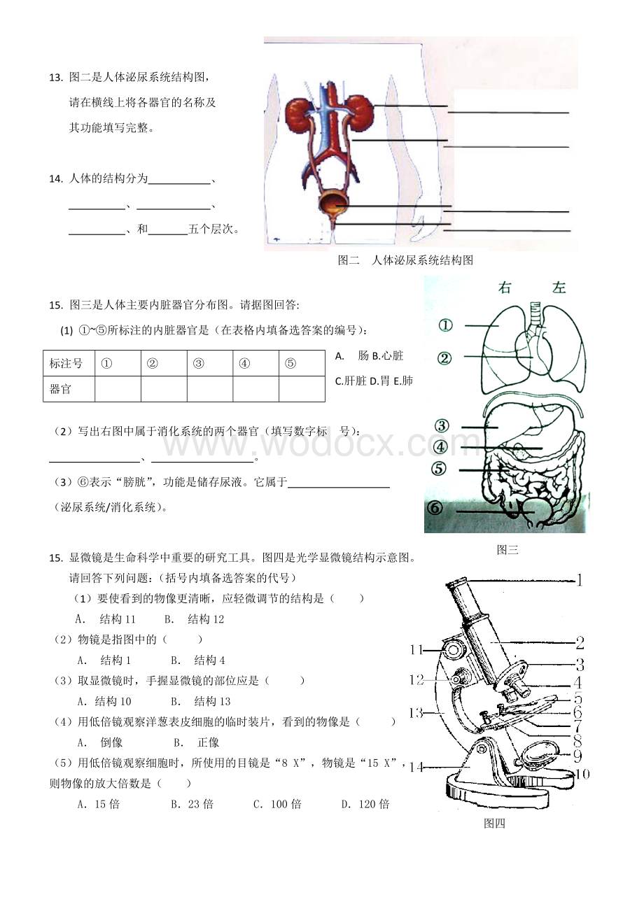 八年级生命科学阶段性总结.doc_第2页