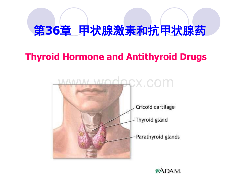 第36章 甲状腺激素及抗甲状腺药.ppt_第1页