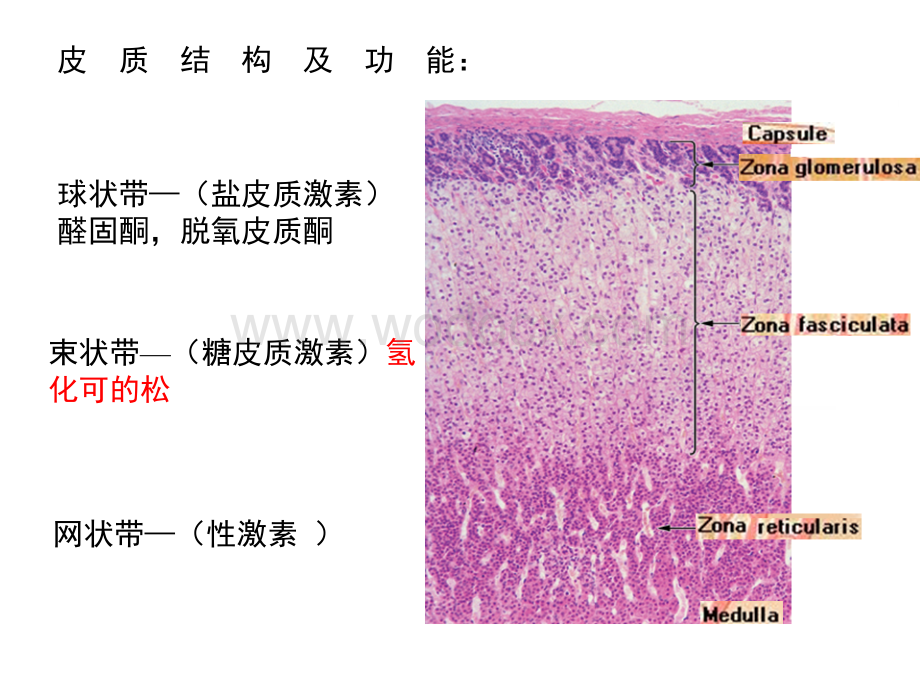 第35章 肾上腺皮质激素类药物.ppt_第3页