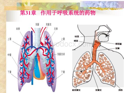 第31章 作用于呼吸系统的药物.ppt