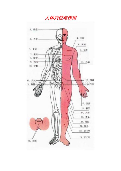 人体穴位与作用.doc