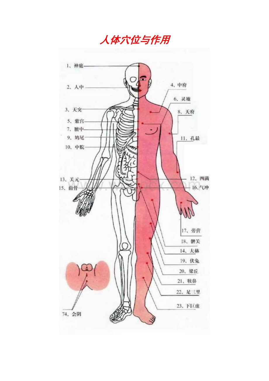 人体穴位与作用.doc_第1页