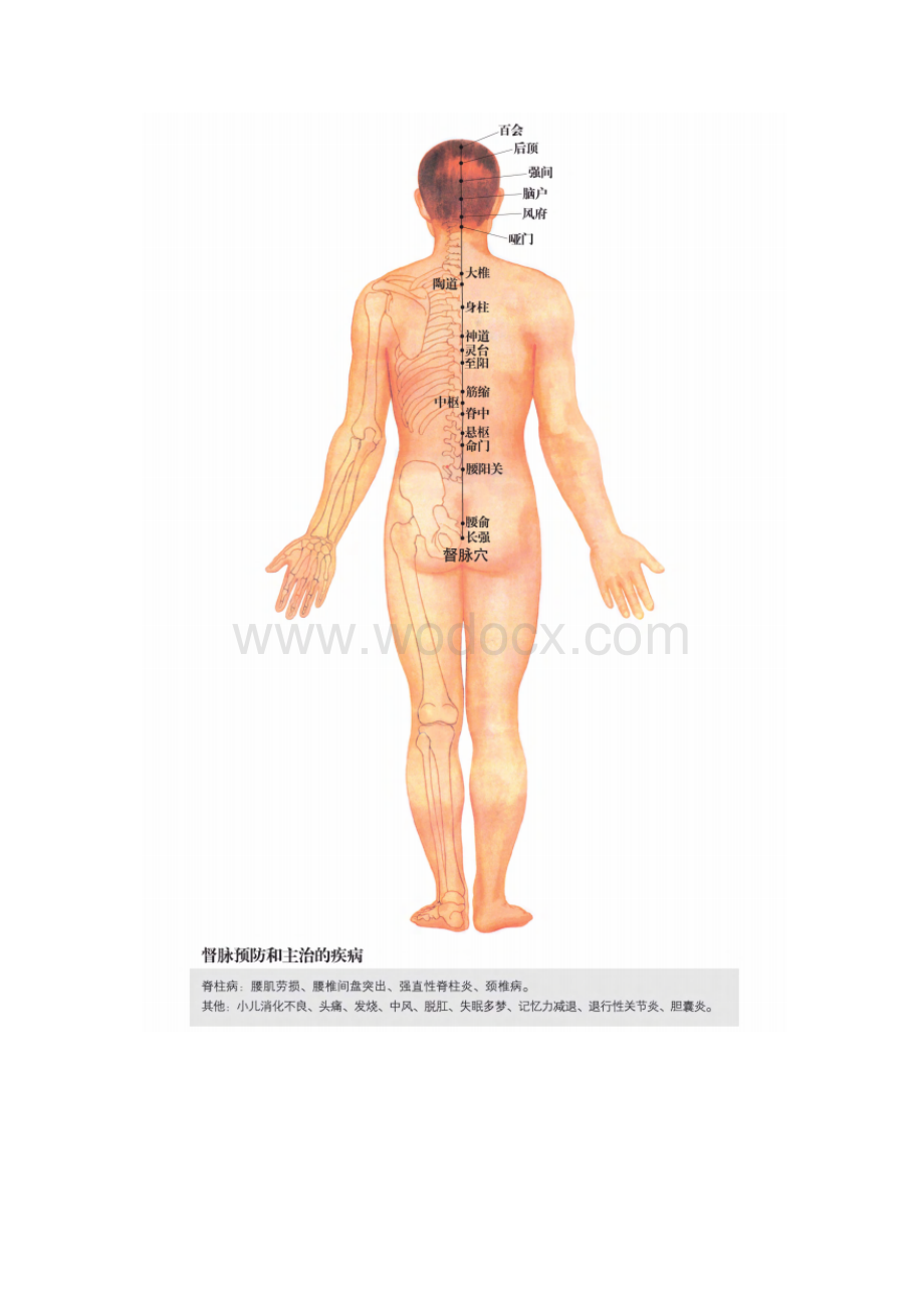 任督二脉及十二经脉图.doc_第2页