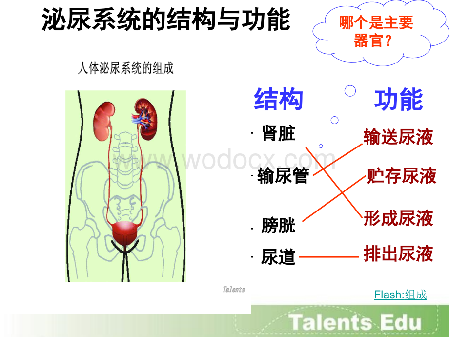 泌尿系统的组成.ppt_第2页