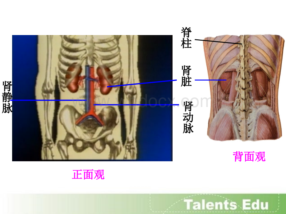 泌尿系统的组成.ppt_第3页